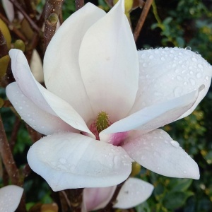 Arbust ornamental - Magnolia Soulangeana Alba Superba - Ghiveci