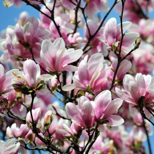 Arbust ornamental - Magnolia Soulangeana Alexandrina - Ghiveci