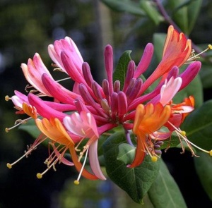 Arbust ornamental - Mâna Maicii Domnului / Caprifoi Lonicera Pink – Ghiveci - Aqua Flowers - Img 1
