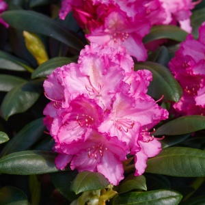 Arbust ornamental - Rhododendron Dame Nellie Melba (roz) - Ghiveci - Img 3