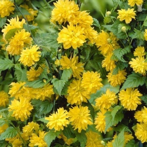 Arbust ornamental - Teișor - Kerria Japonica - ghiveci 2l
