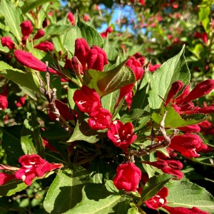 Arbust ornamental - Weigela - Red Prince - Aqua Flowers - Img 3