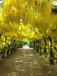 Arbust ornamental - Wisteria Galbenă - Yeloow - Ghiveci 2L - Img 1