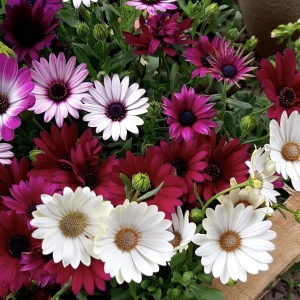 Aster - Steluta – Mix 3 culori - Ghiveci P12 – Ghiveci - Aqua Flowers - Img 3