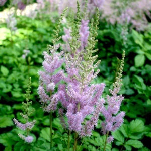 Astilbe - Lavander Love – Pachet 1 Rădăcină - Img 2