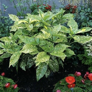 Aucuba Japonica – Pomul de Aur - Ghiveci 2 L - Img 1