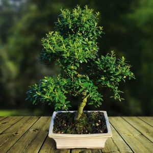 Bonsai Ilex - Arbore de crestatina