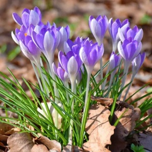 Branduse - Crocus - Vanguard Pachet 5 Bulbi - Img 2