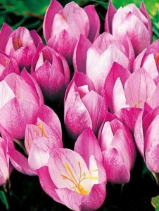 Branduse - Crocus - Zonatus Pachet 5 Bulbi