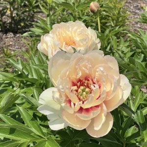 Bujor arbustiv - Dance du feu - ghiveci 3L - Img 4