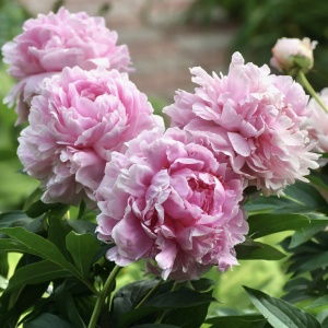 Bujor - Sarah Bernhardt – Pachet 1 rădăcină - Aqua Flowers - Img 1