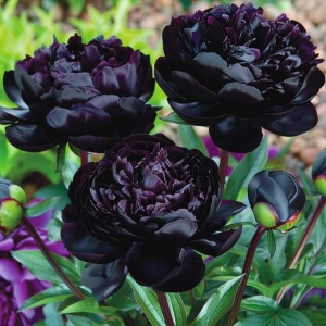 Bulb Bujor - Black Beauty - Img 2