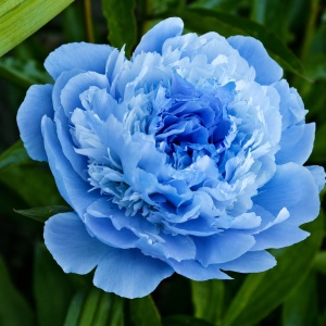 Bulb Bujor- Crystal Blue-1 Rizom