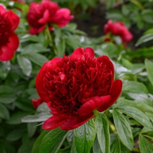 Bulb Bujor - Red Charm