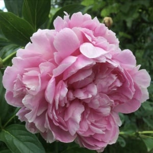 Bulb Bujor- Sarah Bernardth - Img 4