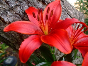 Bulb Crin Red Flash – Pachet 1 Bulb - Aqua Flowers