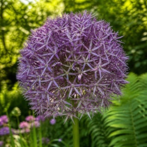 Bulb de Alium Christophii-Pachet 1 bulb