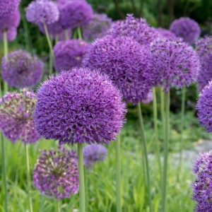Bulbi Alium Purple Sensation – Pachet 5 Bulbi