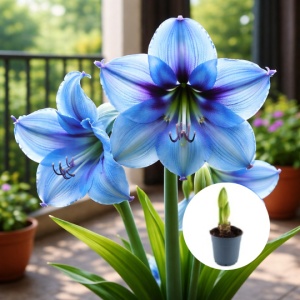 Bulbi Amaryllis Blue Cascade - Ghiveci