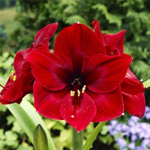 Bulbi Amaryllis - Diva - 1 bulb