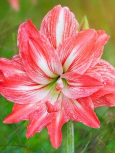 Bulbi Amaryllis - Lady Jane