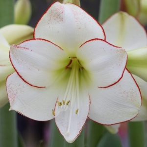 Bulbi Amaryllis - Picotee