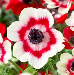 Bulbi Anemone Bicolor - Pachet 10 Bulbi
