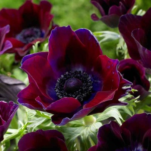 Bulbi Anemone Galilee Bordeaux - Pachet 10 Bulbi