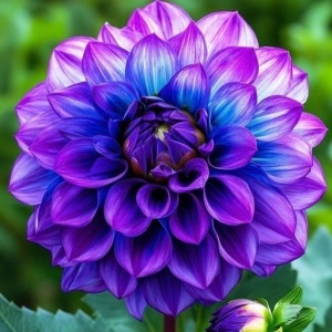 Bulbi Dalia Gigant Blue Nebula - 1 Bucată (Rădăcină)