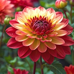 Bulbi Dalia Gigant Flame Tango - 1 Bucată (Rădăcină)