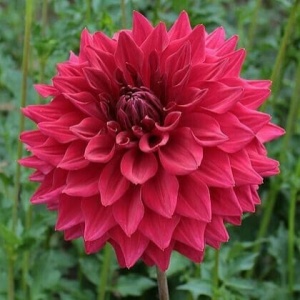 Bulbi Dalia Gigant Ruby Heart - 1 Bucată (Rădăcină)