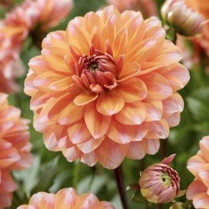 Bulbi Dalia - Peaches and Vanilla - Pachet 1 bulb - Img 2