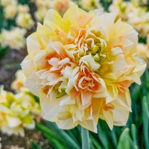 Bulbi de Narcise Duble Apricot Delight – Pachet 3 Bulbi