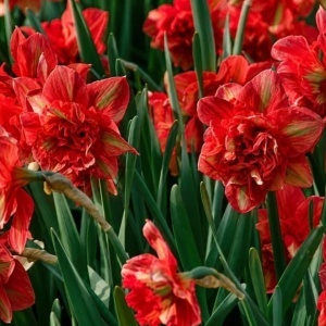 Bulbi de Narcise Duble Red Passion - Pachet 3 Bulbi