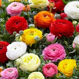 Bulbi de Toamnă Ranunculus Carnival Mixt - Pachet 10 Bulbi
