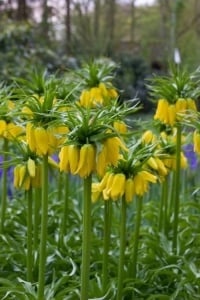 Bulbi Fritillaria - Imperialis Lutea - Aqua Flowers - Img 3