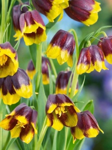 Bulbi Fritillaria - Michailovskyi - 1 bulb