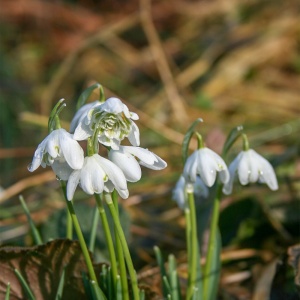 Bulbi Ghiocei - Galanthus Nivalis Flore Pleno – Pachet 5 Bulb - Aqua Flowers - Img 2