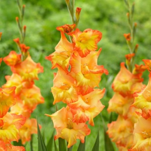 Bulbi Gladiole - Bicolore Sunshine – Pachet 3 Bulbi