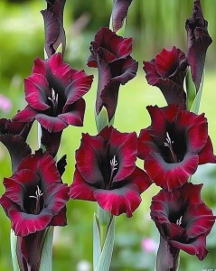 Bulbi Gladiole - Black Cherry – Pachet 5 Bulbi