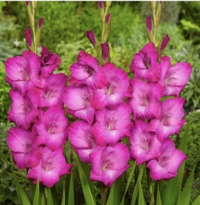 Bulbi Gladiole - Fairy – Pachet 3 Bulb - Aqua Flowers - Img 3