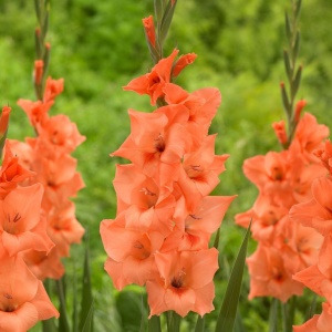 Bulbi Gladiole - Peter Pears – Pachet 3 Bulbi