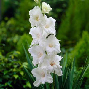 Bulbi Gladiole - White Prosperity – Pachet 3 Bulbi - Img 2