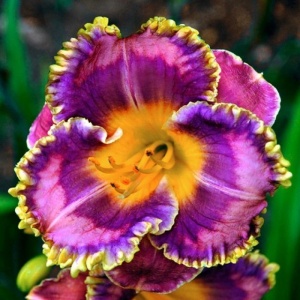 Bulbi Hemerocallis - Amethyst Golden Edge – Pachet 1 Bulb