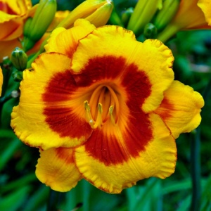Bulbi Hemerocallis - Fooled me – Pachet 1 Bulb