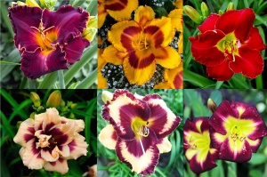 Bulbi Hemerocallis - Mixt– Pachet 6x - Explozie de Culoare în Grădina Ta!