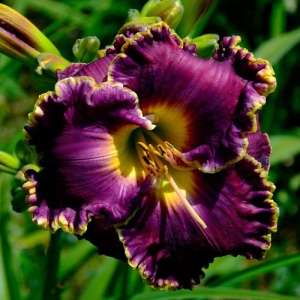 Bulbi Hemerocallis - Royal Velvet Night – Pachet 1 Bulb