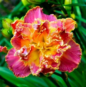 Bulbi Hemerocallis - Sunset Ruffled Delight – Pachet 1 Bulb