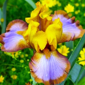 Bulbi Iris Germanica - Brown Lasso – Pachet 1 Bulb