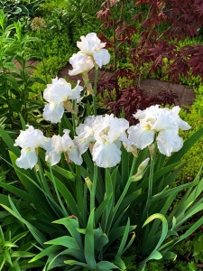 Bulbi Iris Germanica - Ski White – Pachet 1 Bulb - Aqua Flowers - Img 2